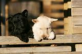 SCOTTISH TERRIER 179
